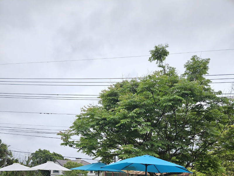 有毛孩真好土耳其咖啡