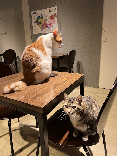 Baking Kedi Coffee Roastery 貓嘰咕自家烘焙咖啡