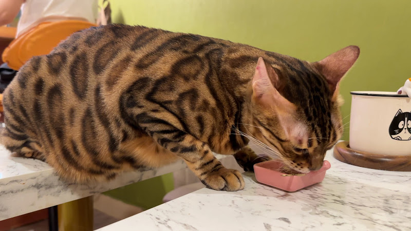 囧貓苑子（認養小站、 貓咪早午餐、咖啡館 ）