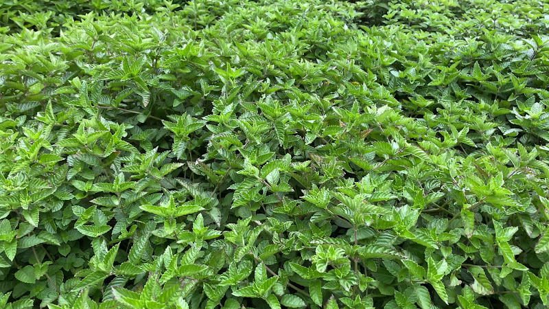 龍潭許-無敵仙草冰